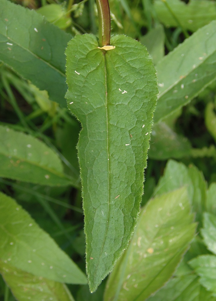 Image of Campanula glomerata specimen.