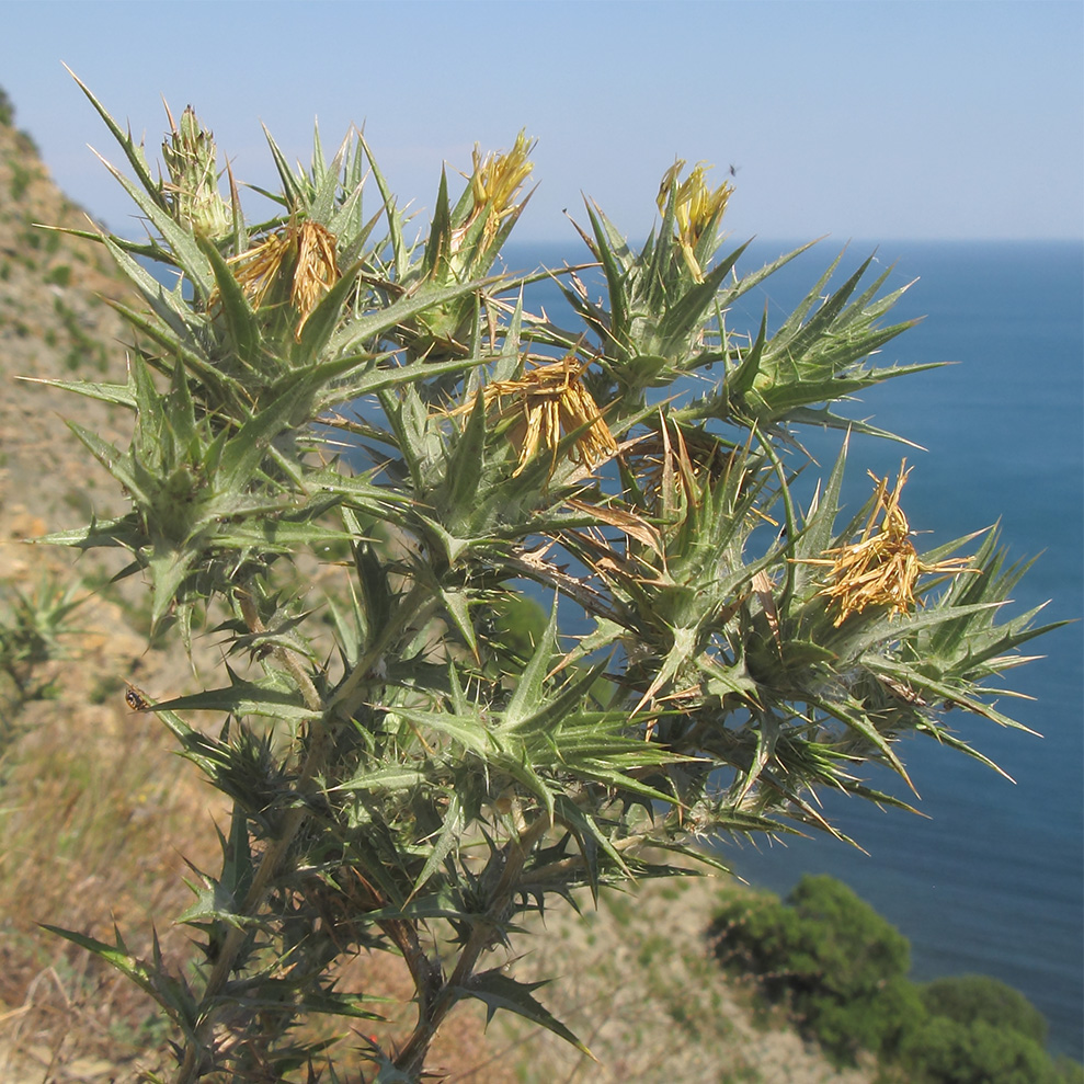 Изображение особи Carthamus lanatus.