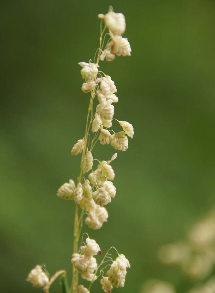 Image of Briza elatior specimen.