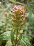 Prunella vulgaris