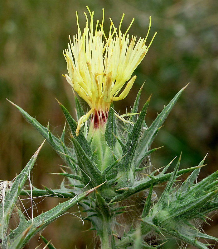 Изображение особи Carthamus lanatus.