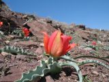 Tulipa alberti