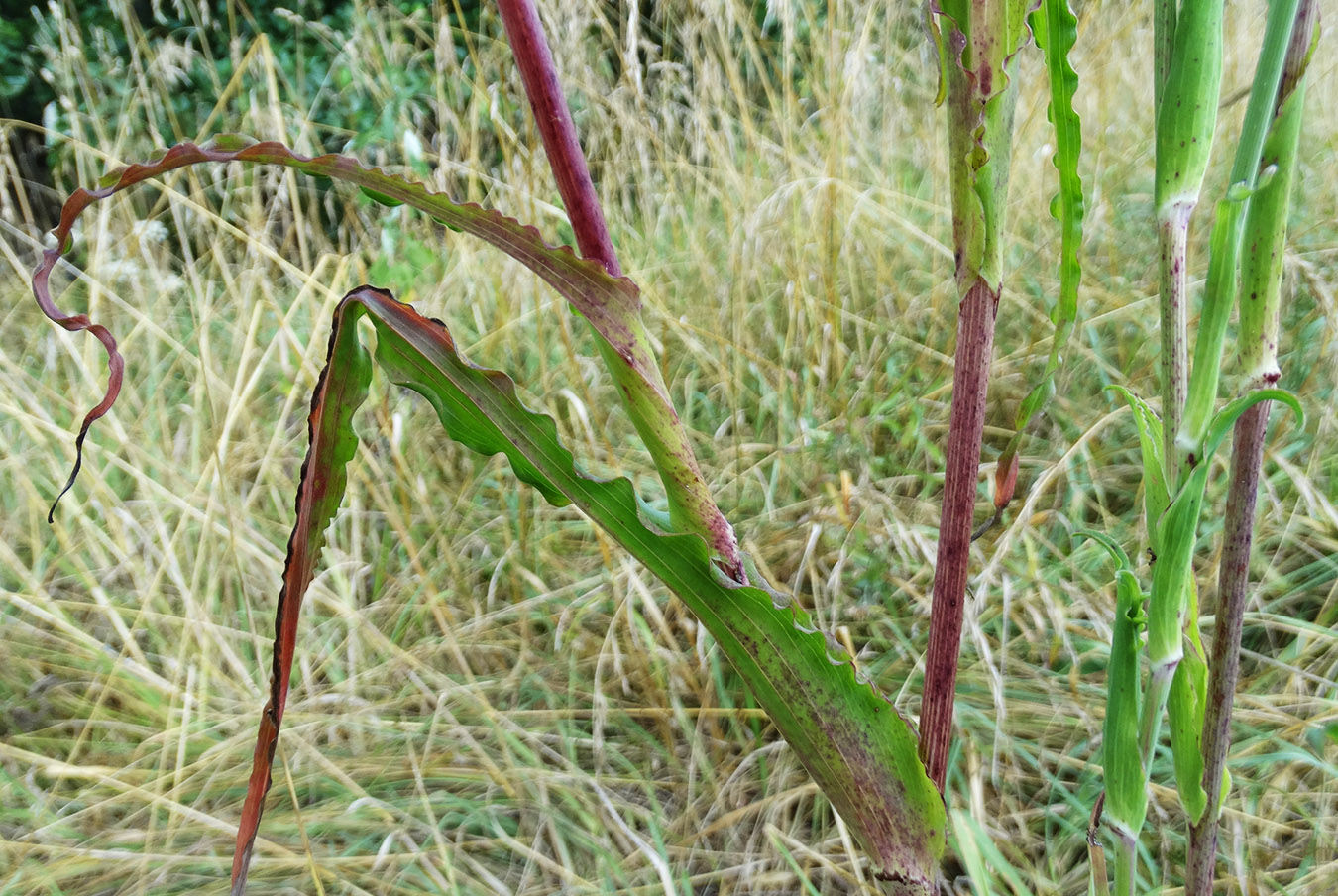 Изображение особи род Tragopogon.