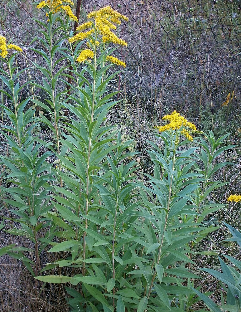 Image of Solidago gigantea specimen.