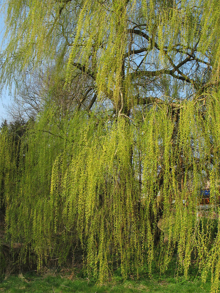 Image of Salix × sepulcralis specimen.