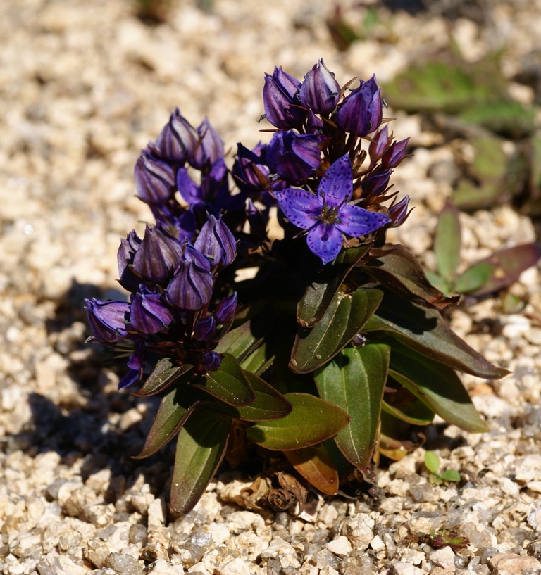 Image of Ophelia wilfordii specimen.