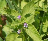 Galeopsis bifida. Верхушка цветущего растения. Бурятия, окр. г. Гусиноозерск, береговая полоса озера. 13.07.2014.