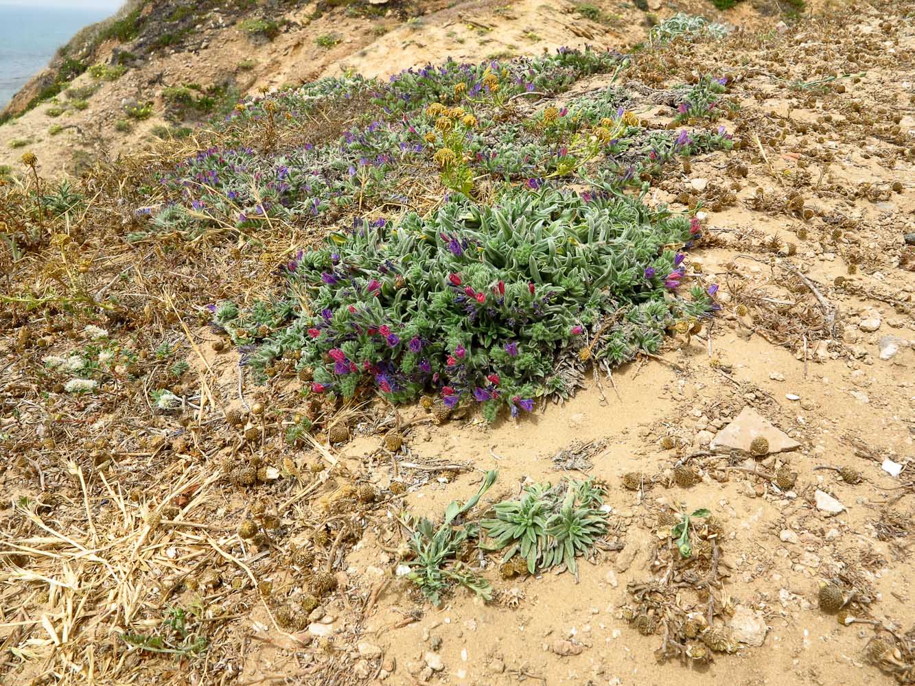 Image of Echium angustifolium specimen.
