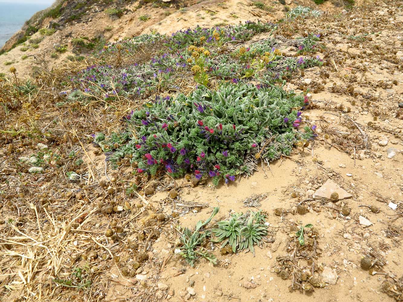 Изображение особи Echium angustifolium.