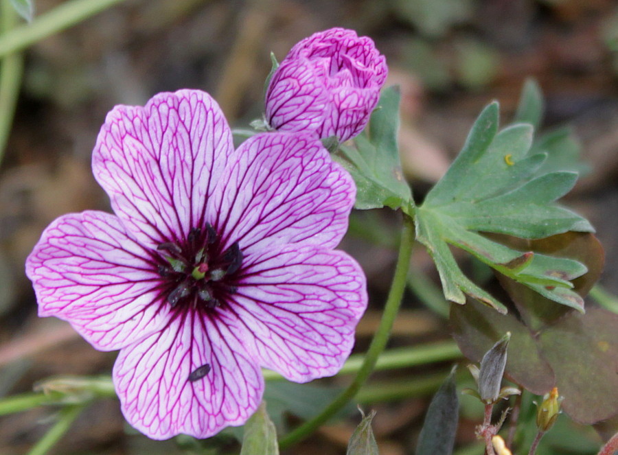 Image of Geranium cinereum specimen.