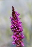 Lythrum salicaria. Верхняя часть соцветия. Ленинградская обл., Кургальский заказник, песчаный берег Финского залива, зона забрызга. 17.08.2014.