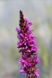 Lythrum salicaria