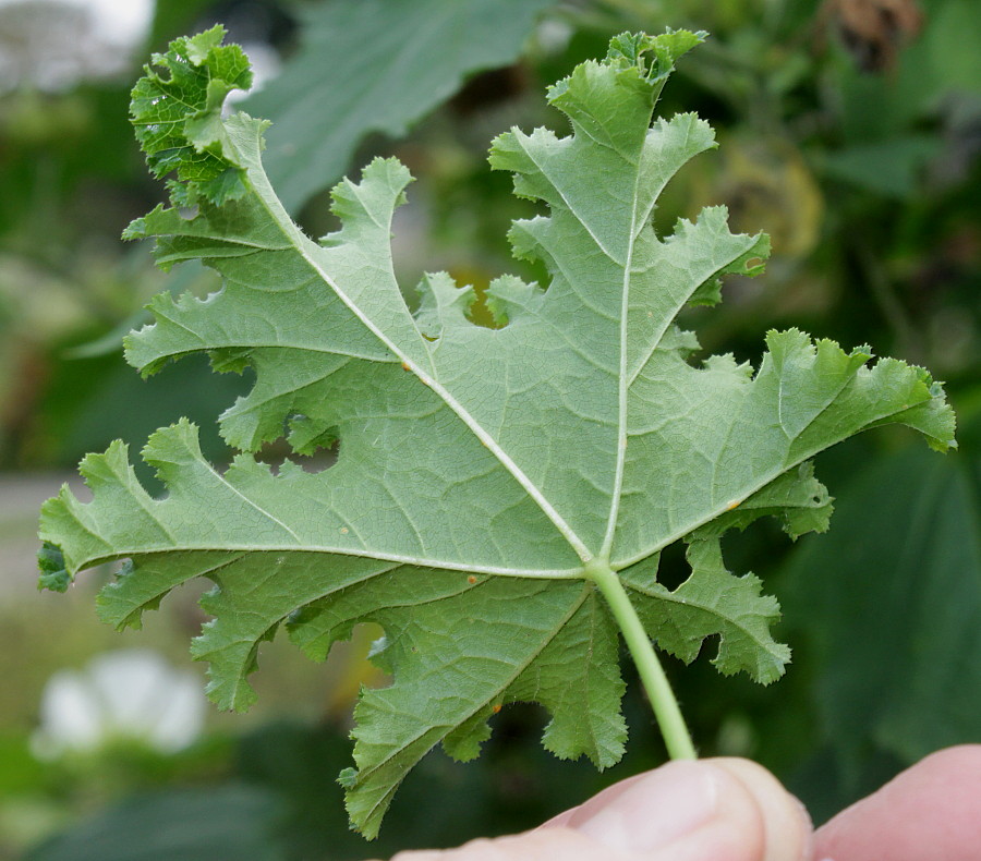 Image of Malva verticillata var. crispa specimen.