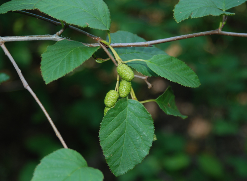 Изображение особи Duschekia fruticosa.