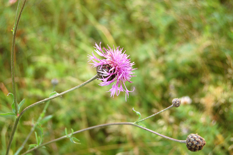 Image of Centaurea scabiosa specimen.