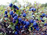 Vaccinium uliginosum. Плодоносящее растение. Камчатский край. 01.08.2002.