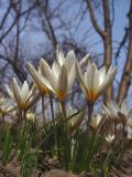 Crocus alatavicus