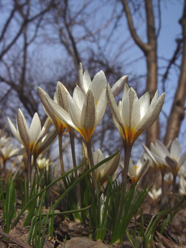 Image of Crocus alatavicus specimen.