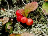 Vaccinium praestans