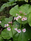 Primula japonica