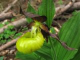 Cypripedium calceolus. Цветок. ФРГ, Тюрингия, окрестности Йены. Май 2007 г.