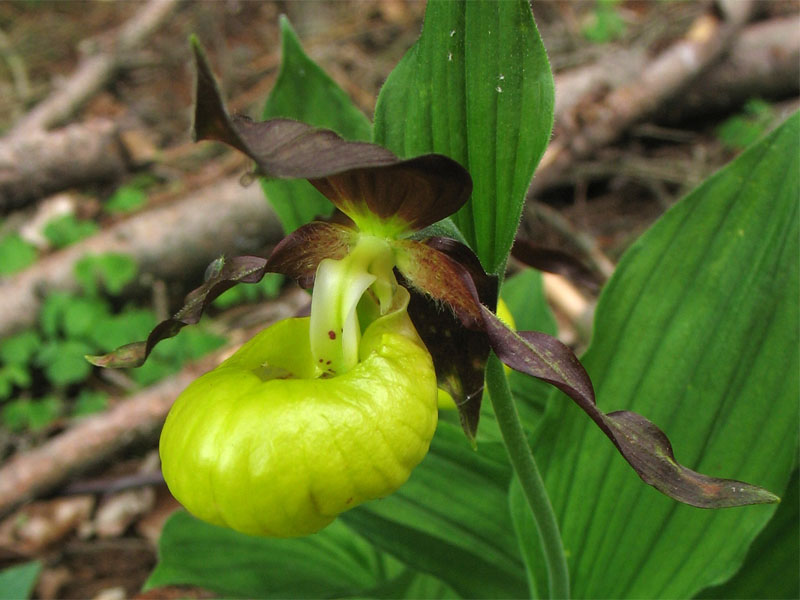 Изображение особи Cypripedium calceolus.