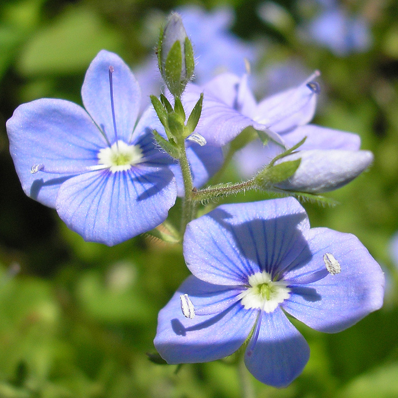 Image of Veronica chamaedrys specimen.