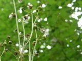 Sonchus arvensis