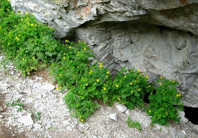 Изображение особи Chelidonium majus.