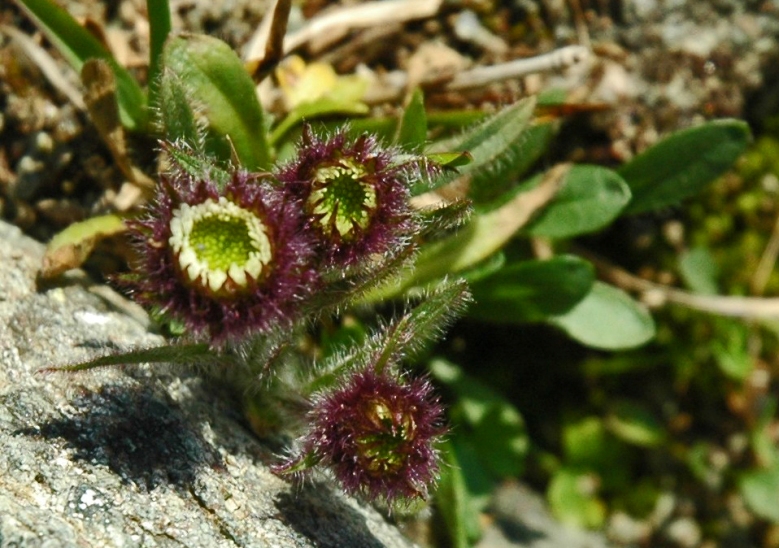 Image of Erigeron uniflorus specimen.