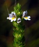 Euphrasia pectinata