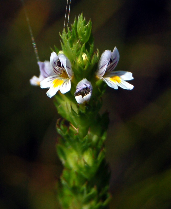 Изображение особи Euphrasia pectinata.