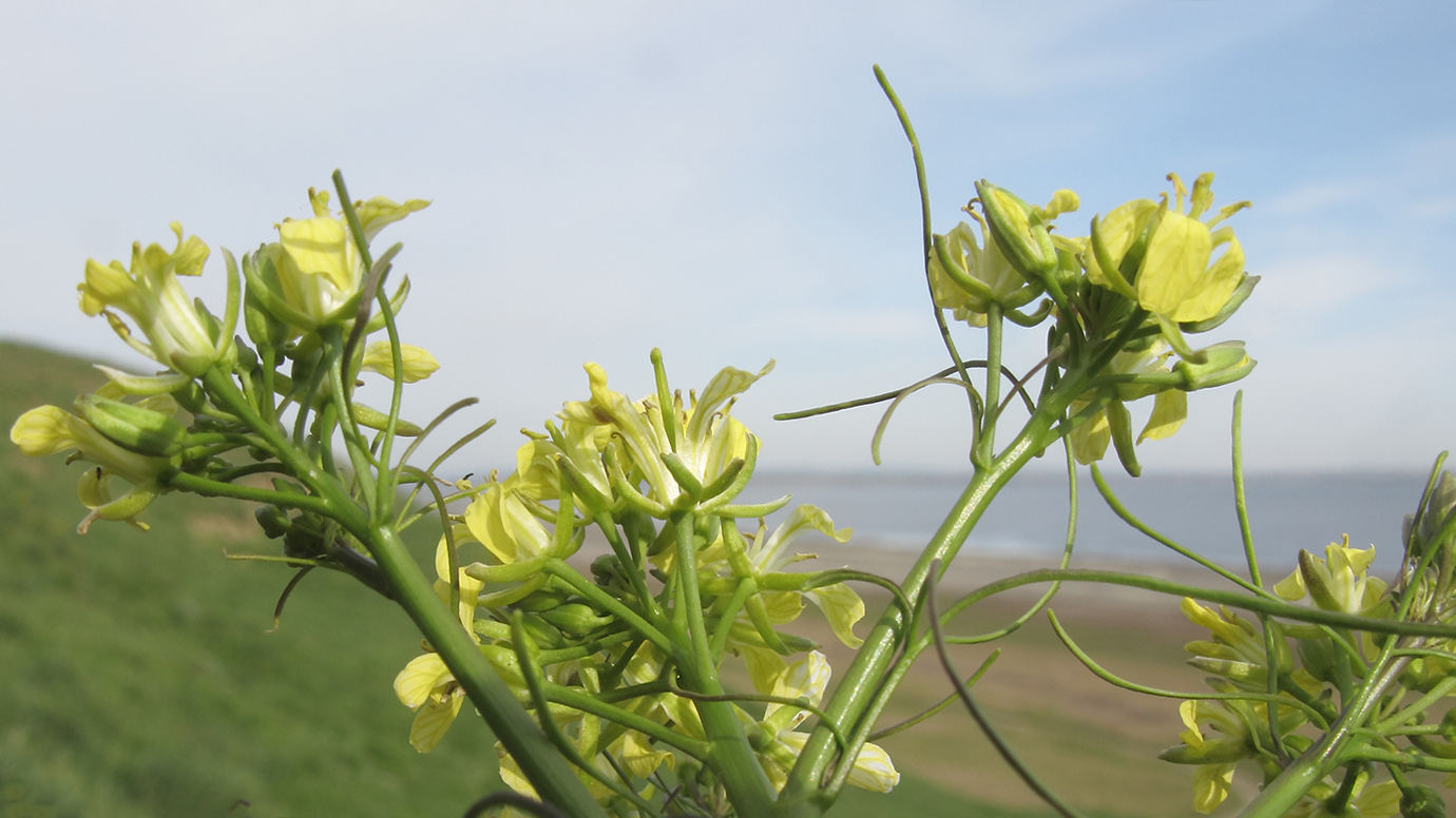 Изображение особи Sisymbrium altissimum.