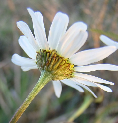 Изображение особи Tripleurospermum inodorum.