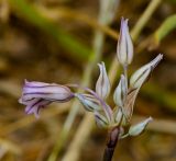 Allium desertorum