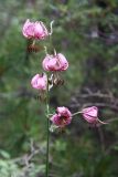 Lilium pilosiusculum