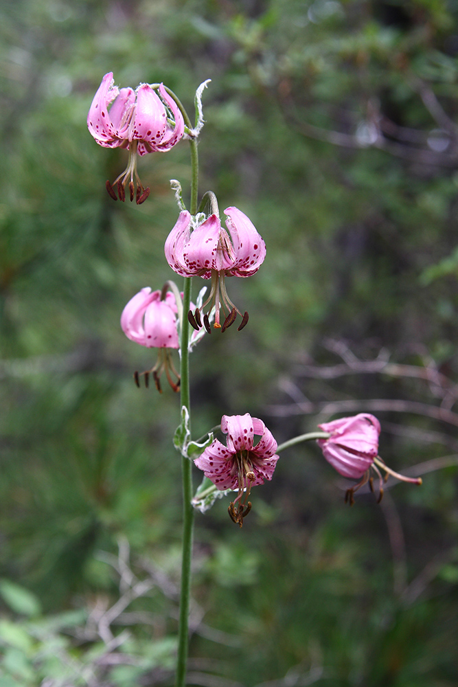 Image of Lilium pilosiusculum specimen.