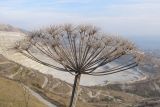 Heracleum stevenii