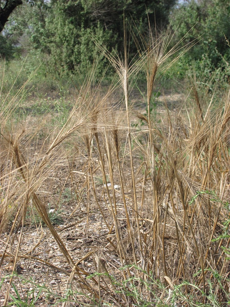 Image of Secale sylvestre specimen.