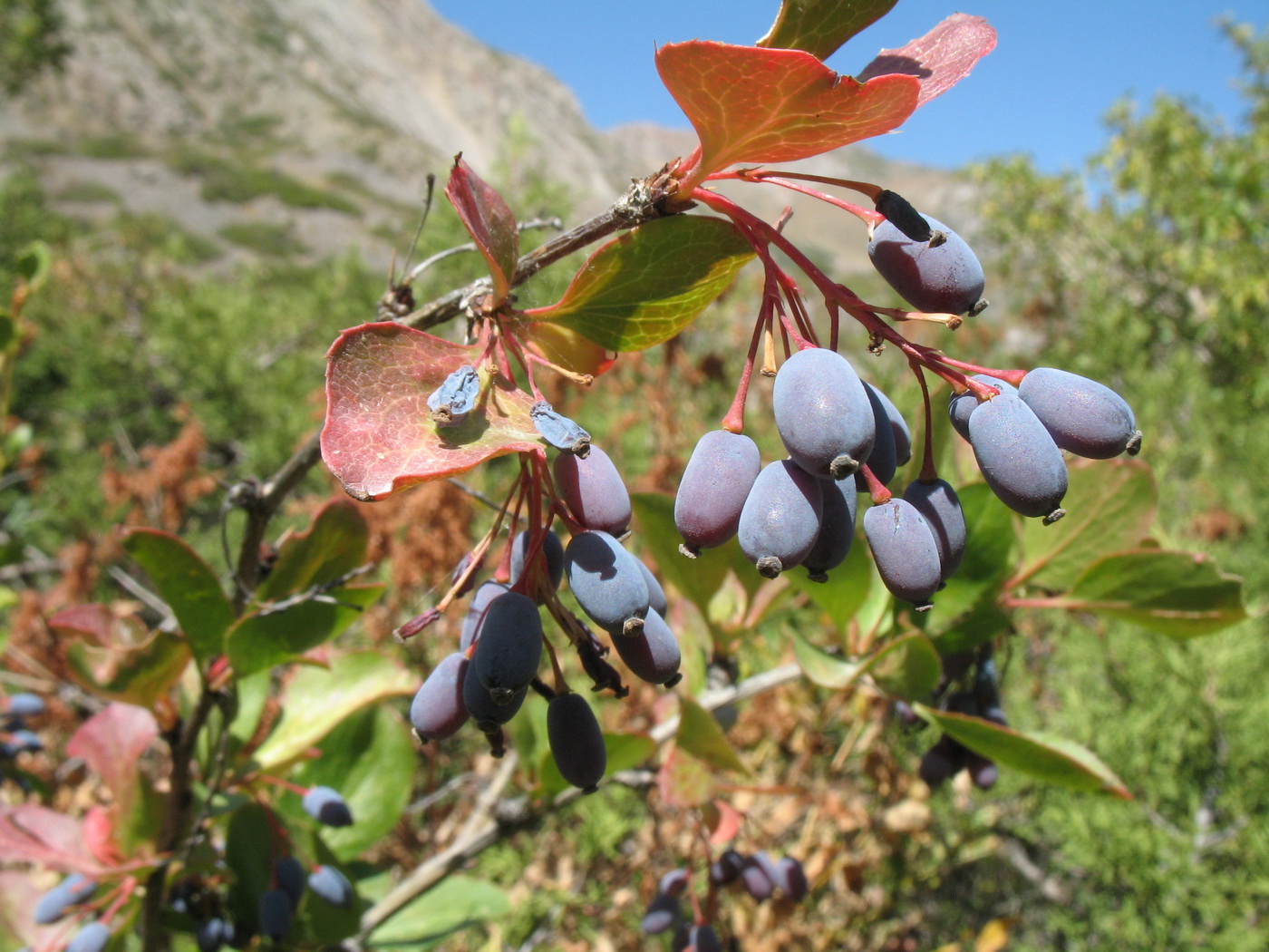 Image of Berberis integerrima specimen.