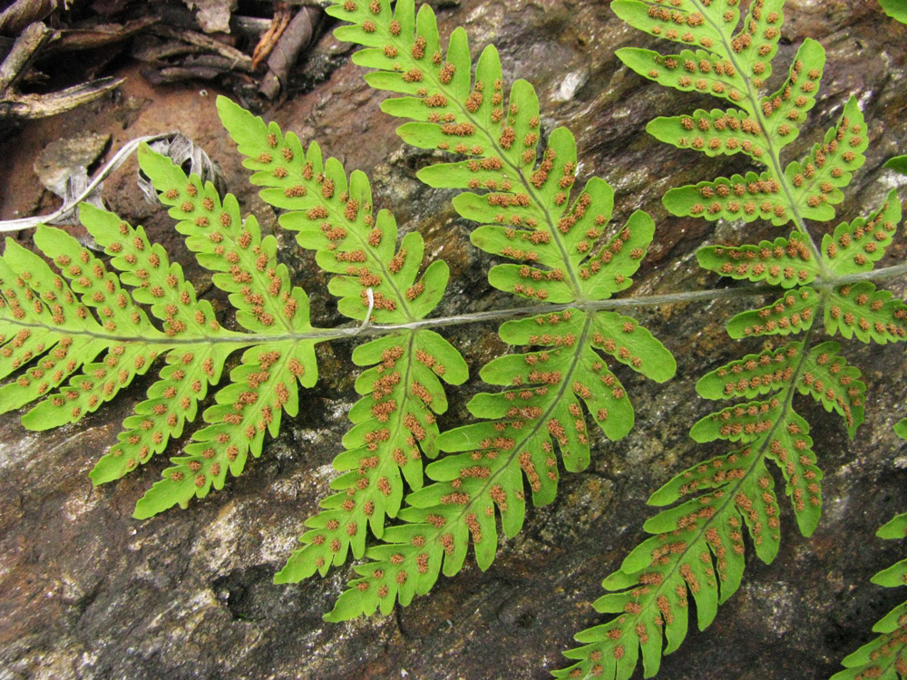 Image of Gymnocarpium jessoense specimen.