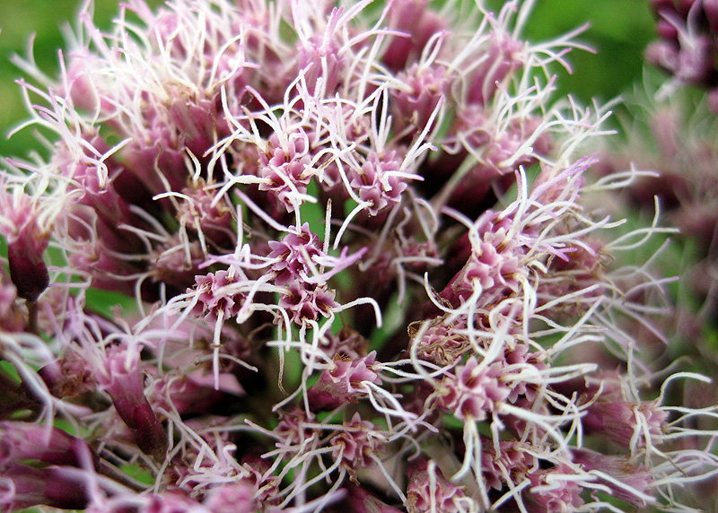 Image of Eupatorium cannabinum specimen.