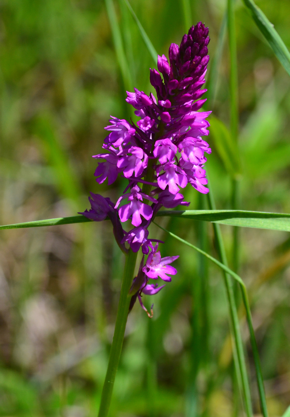 Image of Anacamptis pyramidalis specimen.