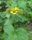 Geum macrophyllum