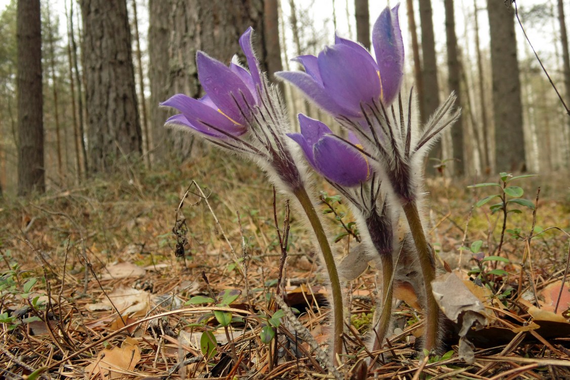 Image of Pulsatilla patens specimen.