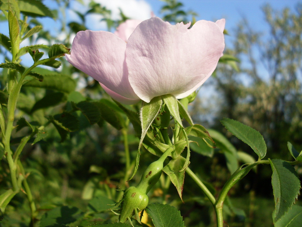 Image of Rosa canina specimen.