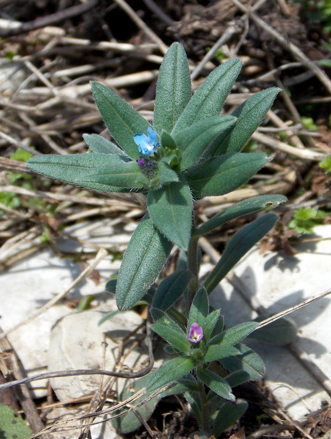 Image of Buglossoides arvensis specimen.