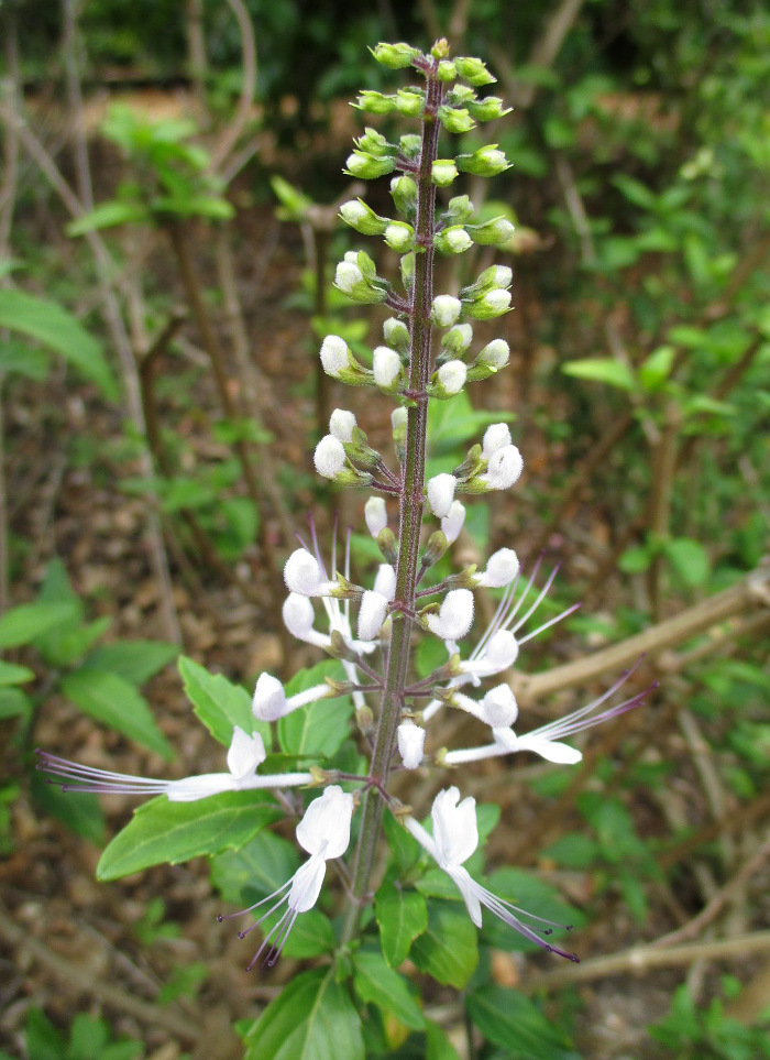 Image of Orthosiphon aristatus specimen.