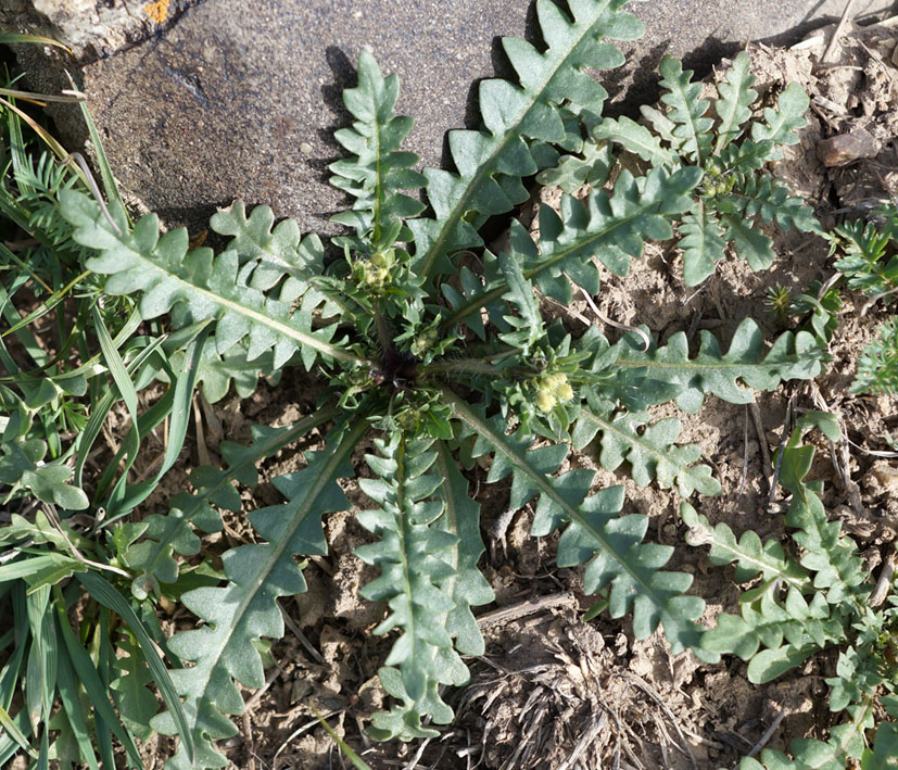 Image of Chorispora sibirica specimen.