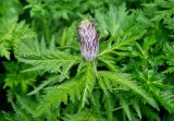 Pedicularis atropurpurea. Верхушка побега с распускающимся соцветием. Карачаево-Черкесия, окр. пос. Архыз, хребет Абишира-Ахуба, ≈ 1800 м н.у.м., субальпийский луг у верхней границы леса. 17.06.2015.